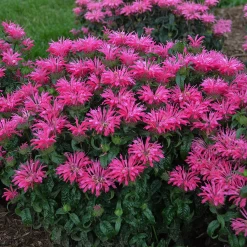 Electric Neon Pink Bee Balm