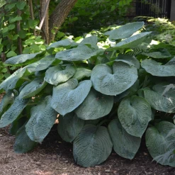 Elegans Hosta