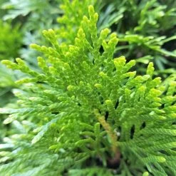 Emerald Green Arborvitae -Garden Plant Store Emerald Green Arborvitae Foliage 95188.1501642767