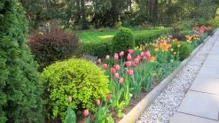 Emerald Green Arborvitae -Garden Plant Store Emerald Green Arborvitae and Tulips 05176.1501643176