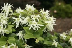 Emerald Snow Loropetalum -Garden Plant Store Emerald Snow Loropetalum Blooms 63845.1501559248
