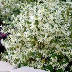 Emerald Snow Loropetalum