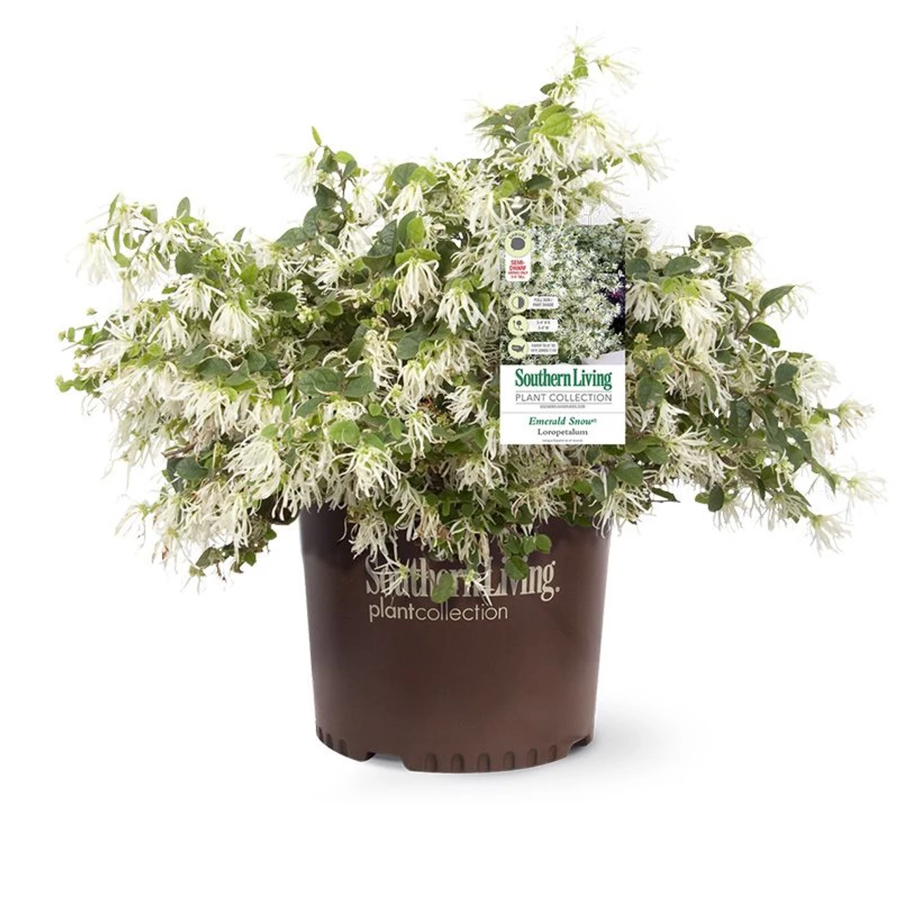 Emerald Snow Loropetalum - Image 5