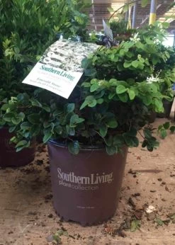 Emerald Snow Loropetalum -Garden Plant Store Emerald Snow Loropetalum in Southern Living Plant 94714.1640163320