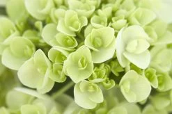 Endless Summer Blushing Bride Hydrangea -Garden Plant Store Endless Summer Blushing Bride Hydrangea Flower Up Close 54786.1506995308