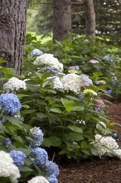 Endless Summer Blushing Bride Hydrangea -Garden Plant Store Endless Summer Blushing Bride Hydrangea Next to Tree 88465.1506995343