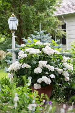 Endless Summer Blushing Bride Hydrangea -Garden Plant Store Endless Summer Blushing Bride Hydrangea in Planter 31241.1506995346