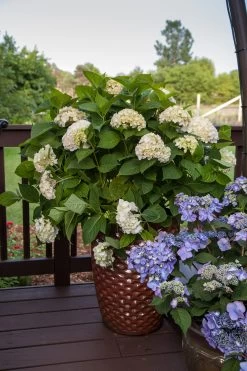 Endless Summer Blushing Bride Hydrangea -Garden Plant Store Endless Summer Blushing Bride Hydrangea in Planter on Deck 13836.1506995322