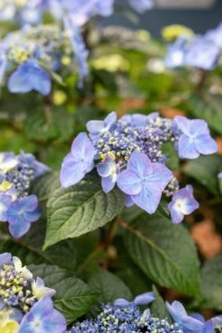 Endless Summer® Pop Star™ Hydrangea -Garden Plant Store Endless Summer Pop Star Hydrangea Blue Flowers 21302.1685630105