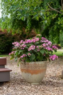 Endless Summer® Pop Star™ Hydrangea -Garden Plant Store Endless Summer Pop Star Hydrangea Growing in Garden Planter 23542.1685630089
