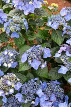 Endless Summer® Pop Star™ Hydrangea -Garden Plant Store Endless Summer Pop Star Hydrangea Lacecap Flowers 65871.1685630110