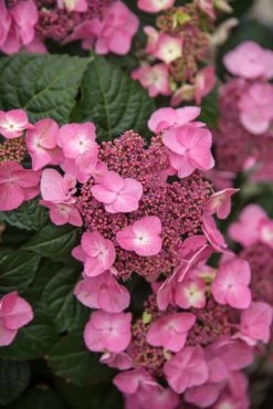 Endless Summer® Pop Star™ Hydrangea -Garden Plant Store Endless Summer Pop Star Hydrangea Pink Flowers 19196.1685630107