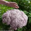 Incrediball® Blush Hydrangea -Garden Plant Store Enormous Incrediball Blush Hydrangea Flower Next To Hand 27789.1518579161