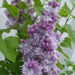 Equinox Valley Lilac -Garden Plant Store Equinox Valley Lilac 98896.1669050656