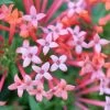 Estrellita Little Star™ Firecracker Bush -Garden Plant Store Estrellita Little Star Firecracker Bush fowering 24628.1644130607