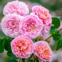 Eustacia Vye Rose -Garden Plant Store Eustacia Vye Rose Blooms and Leaves 12433.1683346322