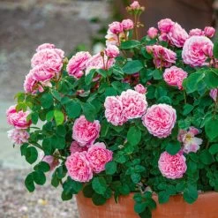 Eustacia Vye Rose -Garden Plant Store Eustacia Vye Rose in the Garden Pot 17279.1683346322
