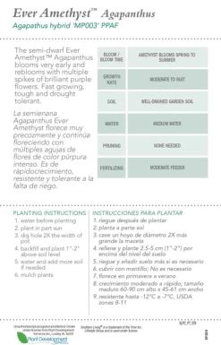 Ever Amethyst Agapanthus -Garden Plant Store Ever Amethyst Agapanthus Plant Care 71223.1640163834