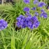 Ever Midnight Agapanthus -Garden Plant Store Ever Midnight Agapanthus Plants Blooming Main 29182.1553566772