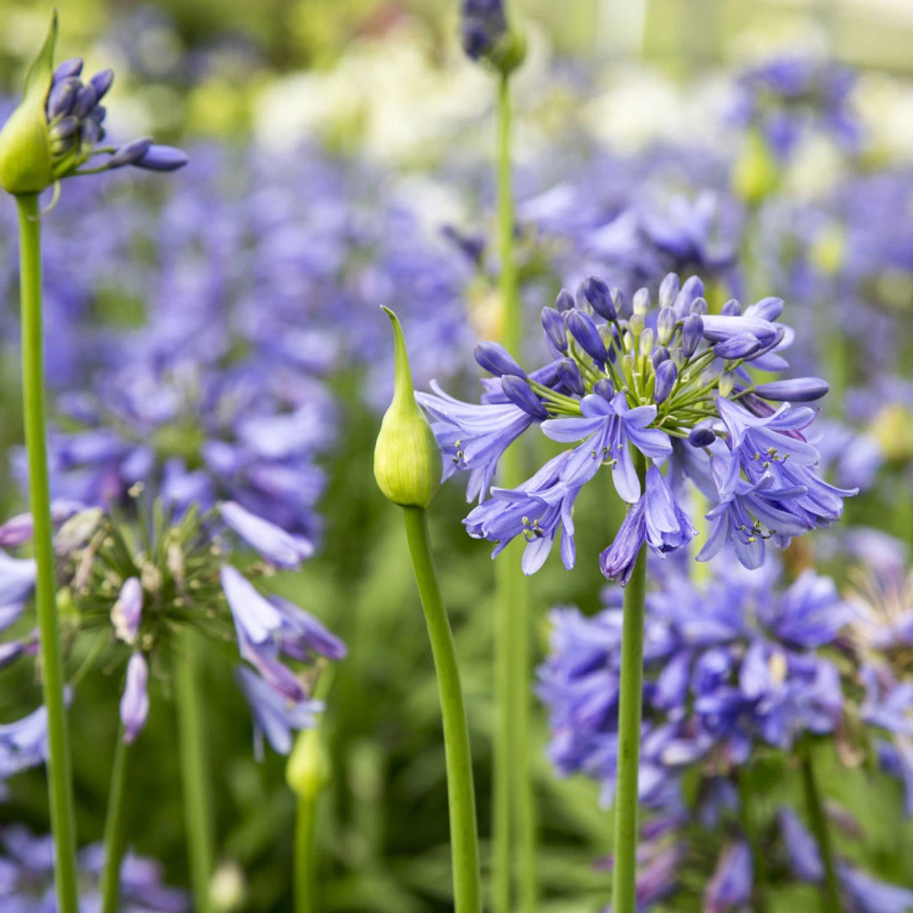 Ever Sapphire Agapanthus 3 Ever Sapphire Agapanthus