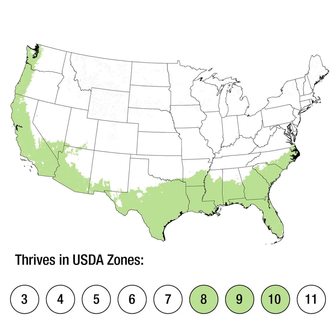 Ever Sapphire Agapanthus 7 Ever Sapphire Agapanthus - Image 5