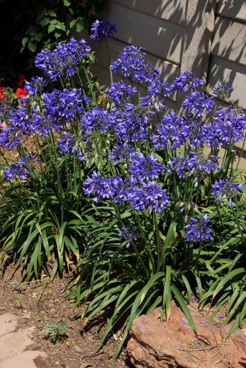 Ever Sapphire Agapanthus 5 Ever Sapphire Agapanthus - Image 3