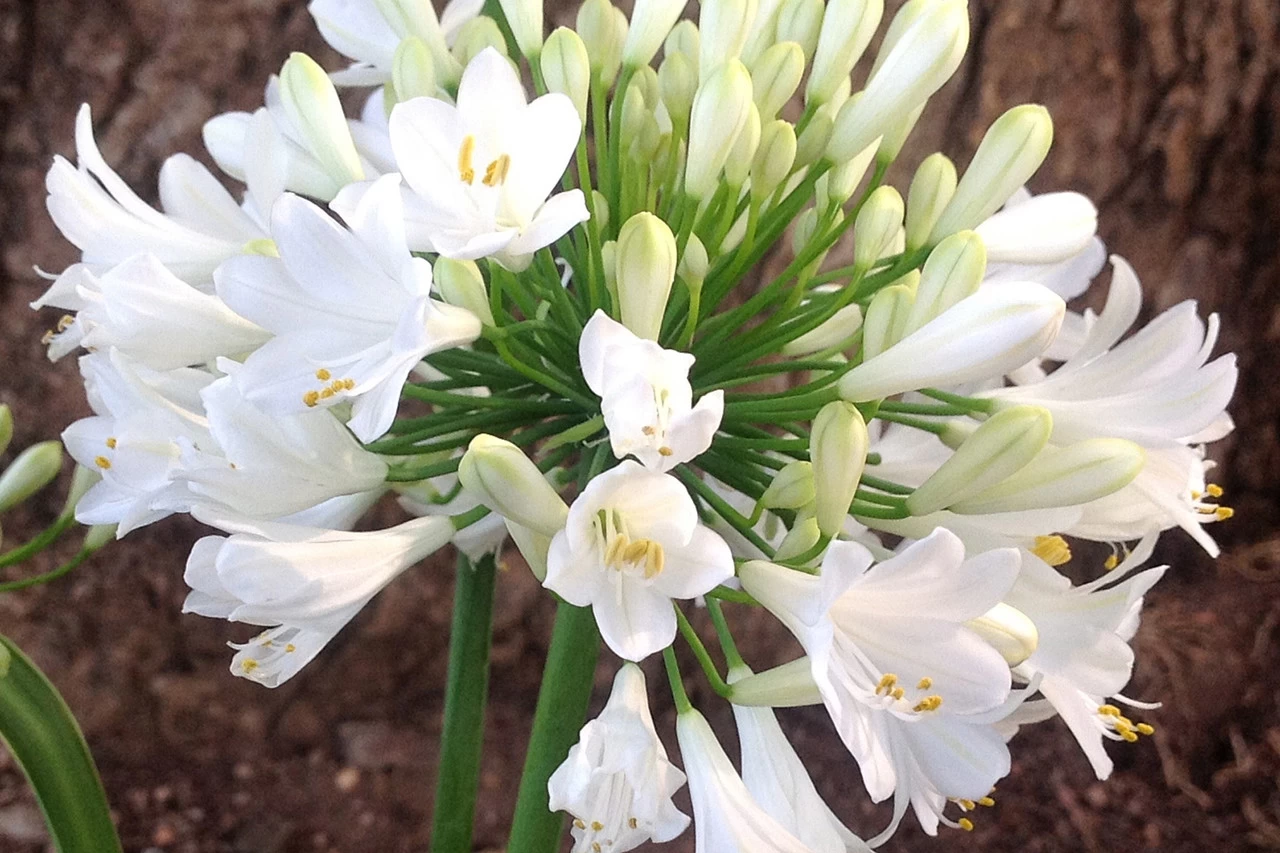 Ever White Agapanthus 4 Ever White Agapanthus - Image 2