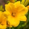 Evergreen Stella Daylily