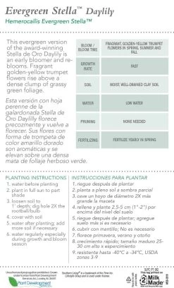 Evergreen Stella Daylily -Garden Plant Store Evergreen Stella Daylily Plant Care 05398.1640771393