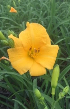 Evergreen Stella Daylily -Garden Plant Store Evergreen Stella Daylily flower Close up 81964.1640771357