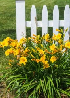 Evergreen Stella Daylily -Garden Plant Store Evergreen Stella Daylily in the garden 49027.1640771386