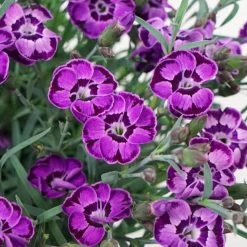 Everlast™ Violet Blue Pinks Dianthus
