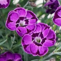 Everlast™ Violet Blue Pinks Dianthus -Garden Plant Store Everlast Violet Blue Pinks Dianthus Flowers Close Up 32514.1649950594