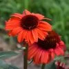 Eye-Catcher Tanager Coneflower -Garden Plant Store Eye Catcher Tanager Coneflower Plants Blooming 37624.1612545912