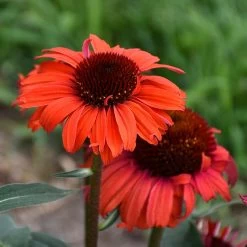 Eye-Catcher Tanager Coneflower