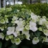 Fairytrail Bride Hydrangea -Garden Plant Store Fairytrail Bride Hydrangea flowers is blooming 06269.1611598883