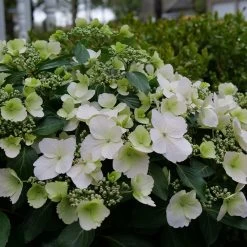 Fairytrail Bride Hydrangea