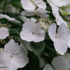 Fairytrail Bride Hydrangea -Garden Plant Store Fairytrail Bride Hydrangea flowers petals closeup 97250.1611598890