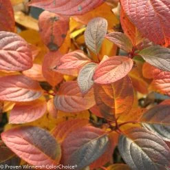Quick Fire® Hydrangea -Garden Plant Store Fall Foliage of Quick Fire Hydrangea with Red Leaves 29349.1518386006