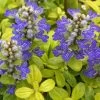 Feathered Friends™ Cordial Canary Ajuga