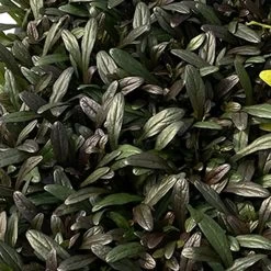 Feathered Friends™ Noble Nightingale Ajuga -Garden Plant Store Feathered Friends Noble Nightingale Ajuga foliage 19305.1644138894