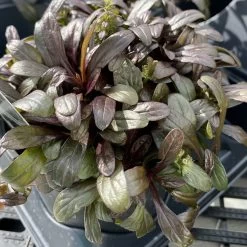 Feathered Friends™ Noble Nightingale Ajuga
