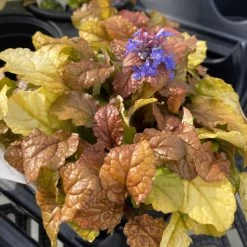 Feathered Friends™ Parrot Paradise Ajuga -Garden Plant Store Feathered Friends Parrot Paradise Ajuga bloom 09696.1644139265
