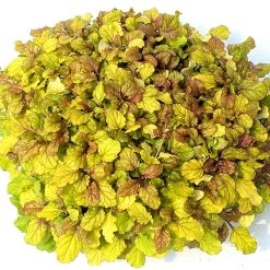 Feathered Friends™ Parrot Paradise Ajuga -Garden Plant Store Feathered Friends Parrot Paradise Ajuga in pot 83666.1644139276