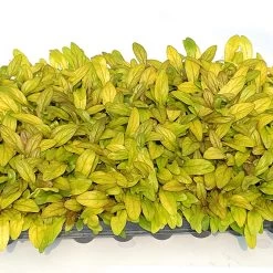 Feathered Friends™ Petite Parakeet Ajuga -Garden Plant Store Feathered Friends Petite Parakeet Ajuga foliage 11451.1644139860