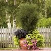 Fine Line® Buckthorn 2 Fine Line® Buckthorn -Garden Plant Store Fine Line Buckthron Lanscaped with Container c 86611.1549755035