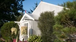 Fine Line® Buckthorn 9 Fine Line® Buckthorn -Garden Plant Store Fine Line Buckthron Rhamnus in Landscaping 05239.1549755035