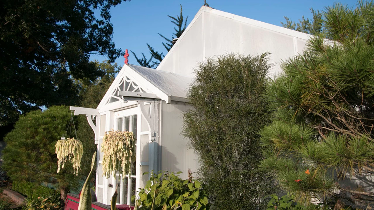 Fine Line® Buckthorn 6 Fine Line® Buckthorn - Image 4