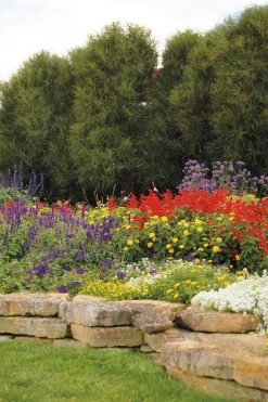 Fine Line® Buckthorn 8 Fine Line® Buckthorn -Garden Plant Store Fine Line Buckthron in Landscaping 16818.1549755035