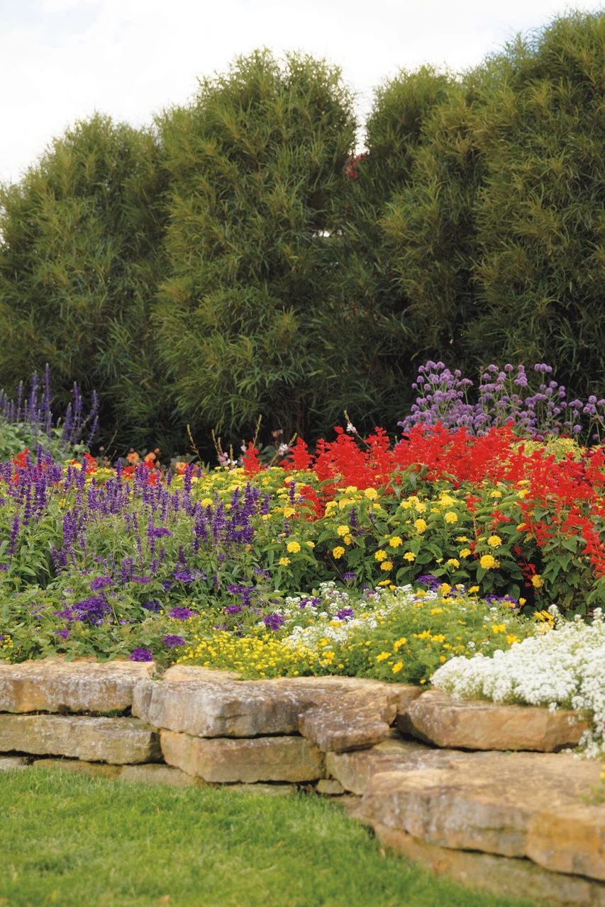 Fine Line® Buckthorn 5 Fine Line® Buckthorn - Image 3